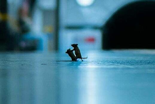 Яростная драка мышей попала на камеру возле порога частного дома