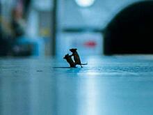 Яростная драка мышей попала на камеру возле порога частного дома