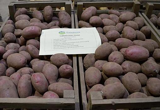 Отсутствие спроса на новые сорта картофеля - реальный риск для отрасли