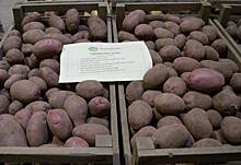 Отсутствие спроса на новые сорта картофеля - реальный риск для отрасли