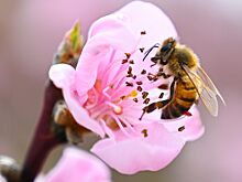 Названо общее количество видов пчел на Земле