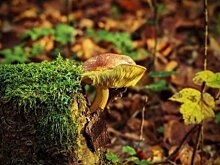 Учёные рассказали, что древесные грибы помогают в борьбе с онкологией