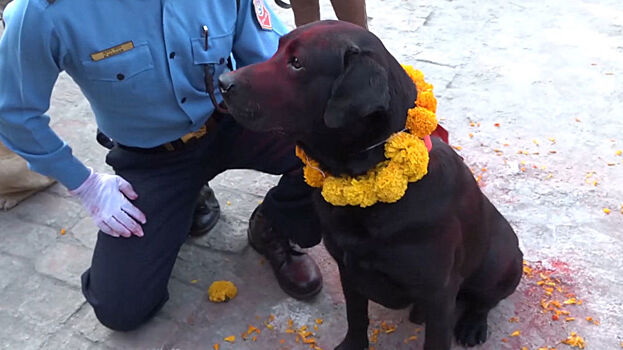 День собак в Непале: как полицейские воздают почести четвероногим