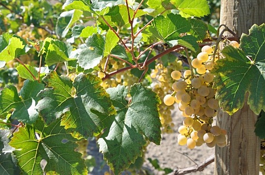 На Кубани открылся федеральный Центр виноградарства