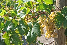 На Кубани открылся федеральный Центр виноградарства