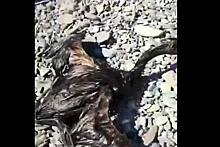 Испачканная мазутом птица на пляже российского курорта попала на видео