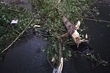 Едва не убило: в Самаре на местного жителя за рулем автомобиля упало дерево