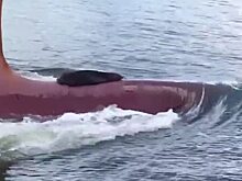 В Австралии тюлень прокатился на носу корабля
