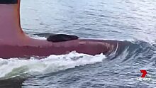 В Австралии тюлень прокатился на носу корабля