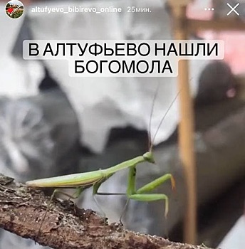В Алтуфьеве заметили богомола