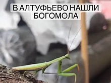 В Алтуфьеве заметили богомола