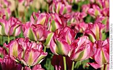 Элитные крымские тюльпаны: 46 избранных сортов