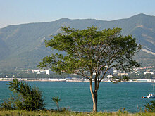 АСВ избавится от участков по соседству с «дворцом Путина»