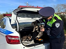 В Хабаровском крае сотрудники Госавтоинспекции спасли брошенных на трассе котят