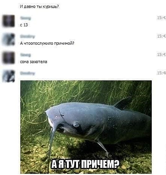 Во всем виноват сом, но он не в курсе.