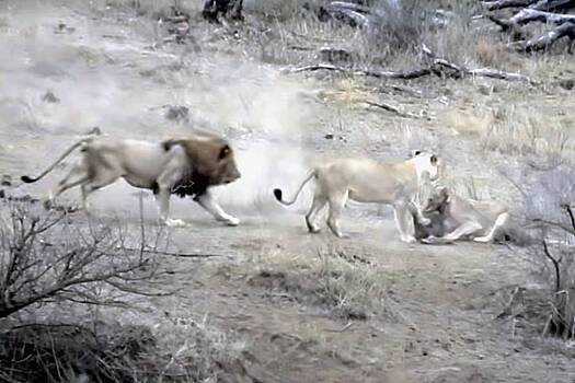 Глупый лев спас пойманного львицами бородавочника и попал на видео