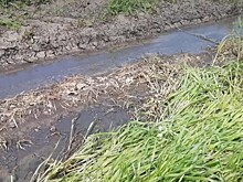 Жидкий навоз обошелся «Агрокомплексу» почти в 6 млн рублей