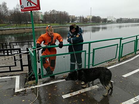 В Новой Москве спасли тонущую собаку