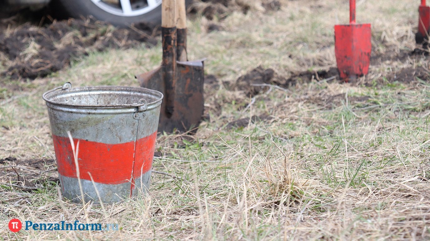 В Пензе УЖКХ упрекнули в отсутствии контроля за высаженными растениями