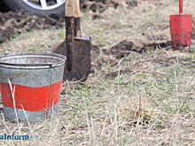 В Пензе УЖКХ упрекнули в отсутствии контроля за высаженными растениями