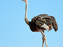 Страусы сбежали из вольеров в Канаде и пытались скрыться от ловивших их полицейских