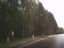 Микроавтобус сбил лося в Воскресенском районе