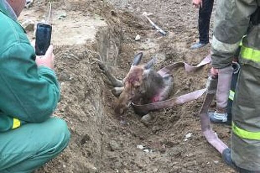 В Березниках спасли лосёнка, который провалился в канаву