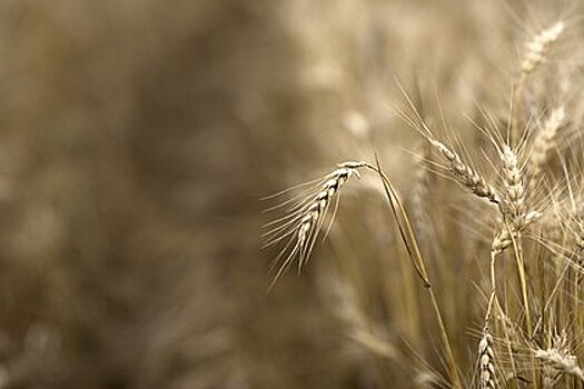 Цены на пшеницу в мире подскочили