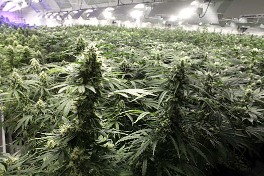 Бывший защитник «Интера» и «Пармы» Сартор арестован за выращивание марихуаны
