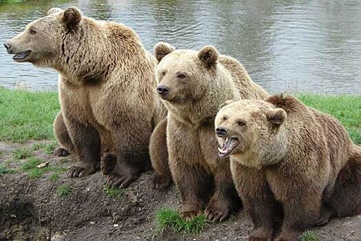 О встречах с медведями предупредили в министерстве природы Новосибирской области