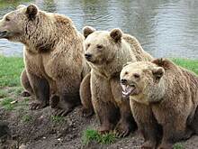 О встречах с медведями предупредили в министерстве природы Новосибирской области