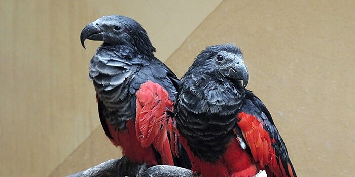 Краснокнижные орлиные попугаи впервые появились в Московском зоопарке