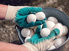 Россиянам назвали оптимальное число яиц в день