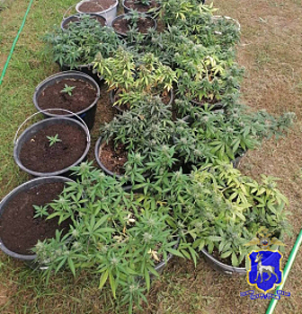 В Самарской области полицейские пресекли незаконное культивирование наркосодержащих растений