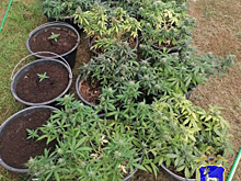 В Самарской области полицейские пресекли незаконное культивирование наркосодержащих растений