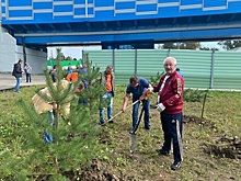 Одинцовские единороссы высадили саженцы сосны в Жаворонках