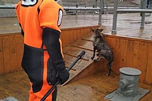 Шесть человек, двух собак и утку спасли на водоемах Москвы в январе
