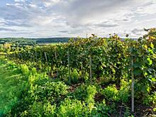 Кто мешает вырастить виноград в Тульской области