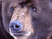 Медведь набросился на дрессировщика во время шоу