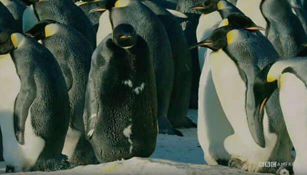 Британским натуралистам удалось снять редчайшего императорского пингвина в мире. Он абсолютно черный