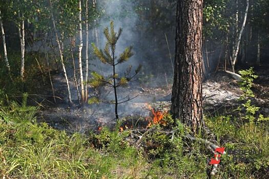 В Свердловской области увеличилась площадь лесных пожаров