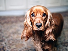 В Перу героическая собака спасла хозяина от взрыва динамитной шашки