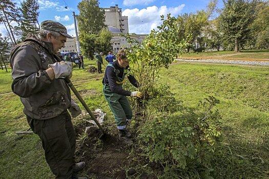 В сквере за Новосибирским оперным театром высадили розы