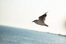 Международный день птиц: рассматриваем диких пернатых из Омской области