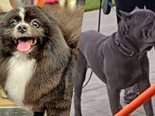 Жительница Новосибирска пострадала при нападении чужих собак и потеряла шпица