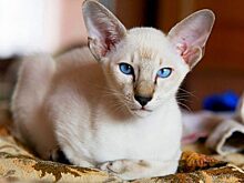 Ориентальная кошка-веселый ушастик