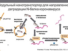 Новая химерная конструкция поможет в лечении вирусных заболеваний