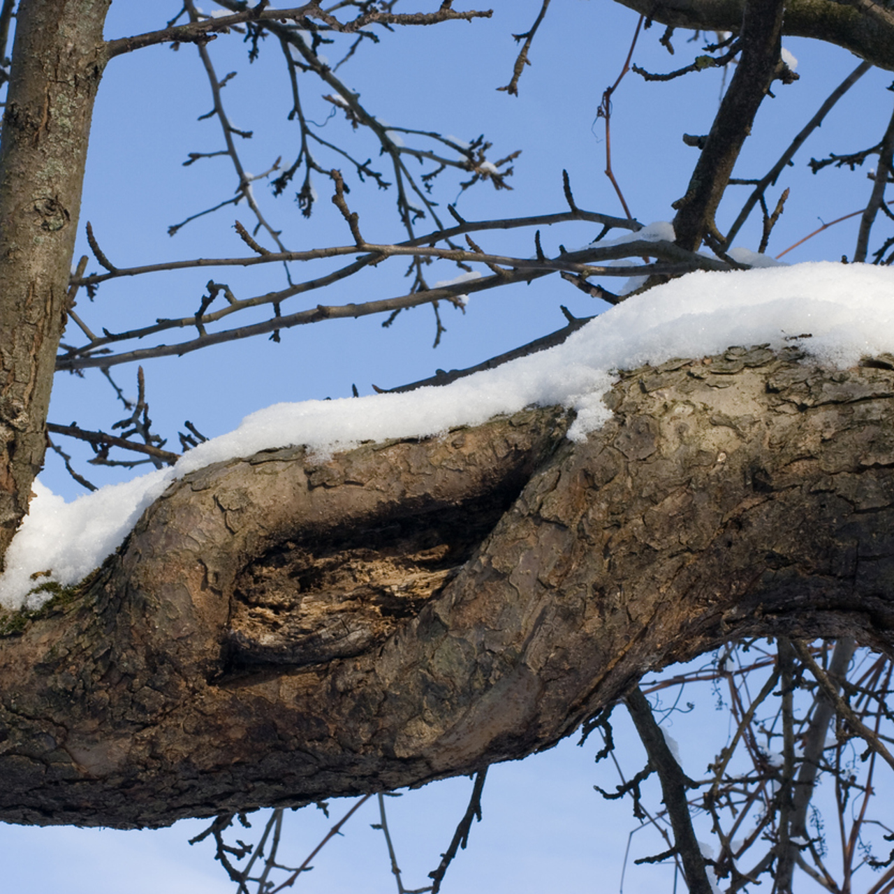 Как заделать рану на дереве
