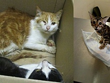 Первый в городе. Пермские волонтёры создают кошачий хоспис