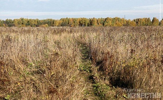 Собственника земли в Курской области наказали за бурьян и мусор